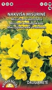 Naktssvece dzeltenā, Misurina   DAUDZGADĪGĀ