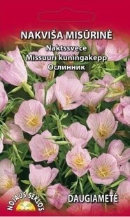 Naktssvece rozā   DAUDZGADĪGĀ