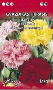 Neļķes Lielziedu   DAUDZGADĪGĀ