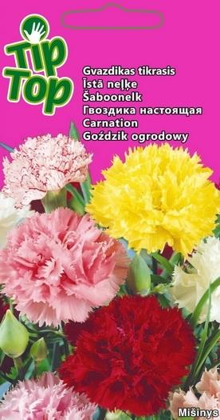 Neļķes Lielziedu Daudzgadīgā TIP TOP