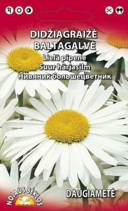 ( IZPĀRDOTAS )   Pīpenes lielā  Daudzgadīgā