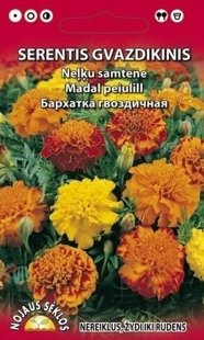 Samtene zemās, mazās, krūma