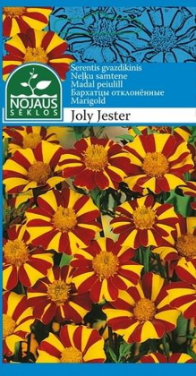 Samtene neļķu Joly Jester