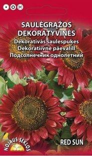 Saulespuķe sarkanā dekoratīvā