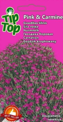 Sila neļķes DAUDZGADĪGĀ TIP TOP