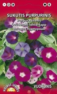 Tītenis purpuru