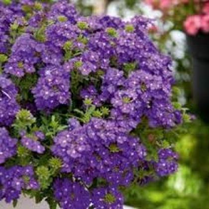 Vērbene   Vienkrāsainā Violetā  